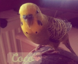 Coco profil2